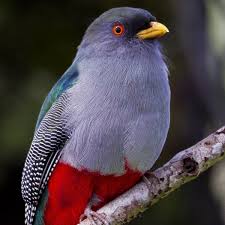 National Bird