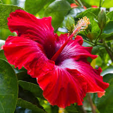National Flower